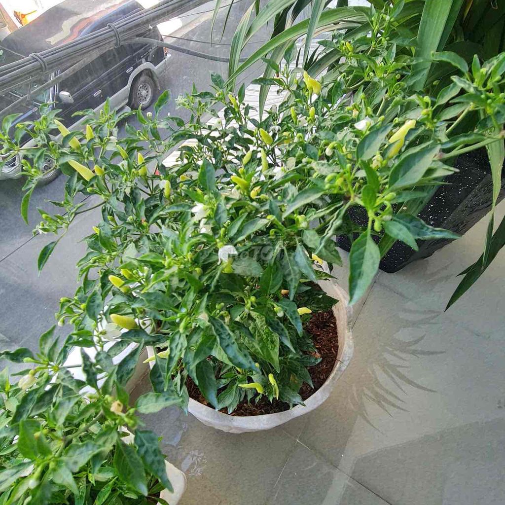 Дом, 3 спальни · 63 м² 5